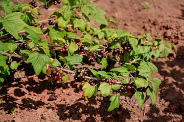 Ripe juicy blackcurrant hanging from a branch. Black currant on a bush of a branch in the garden.