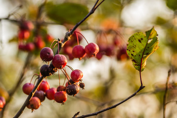 Small fruits ripe red apples on the tree