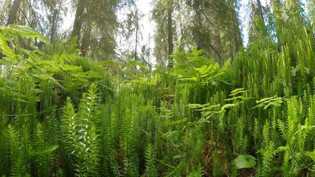 Club moss and fern on forest ground
