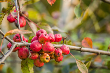 Small fruits ripe red apples on the tree
