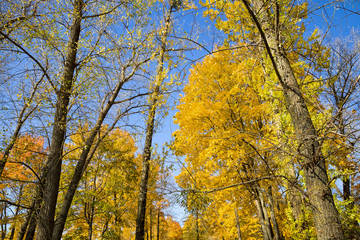 Fototapeta premium autumn landscape