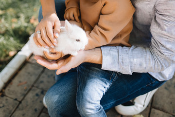 Father and son take care of the baby rabbit