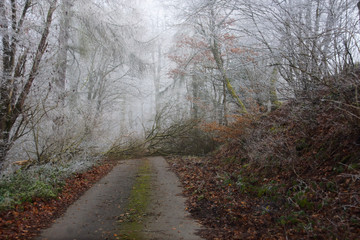 winterlicher gefrorener Wald mit umgestürzten Baum auf dem Weg