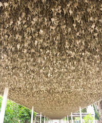 Pho leaf on the walkway