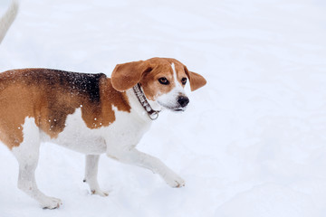 Beagle dog on a walk in the winter forest. Dog on a winter hunt. A hunting dog runs through a snowy park in cold weather.