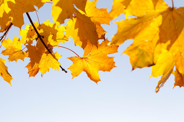 yellow foliage of deciduous maple