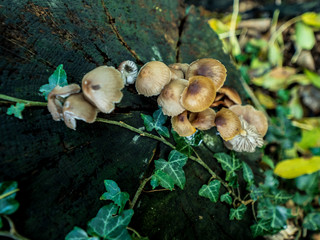 OLYMPUS DIGITAL CAMERA - THE WOOD