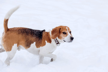 Beagle dog on a walk in the winter forest. Dog on a winter hunt. A hunting dog runs through a snowy park in cold weather.