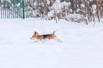Fototapeta na wymiar Beagle dog on a walk in the winter forest. Dog on a winter hunt. A hunting dog runs through a snowy park in cold weather.