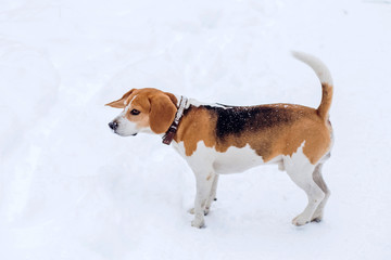 Beagle dog on a walk in the winter forest. Dog on a winter hunt. A hunting dog runs through a snowy park in cold weather.