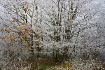 gefrorene Bäume im düsteren Winterwald