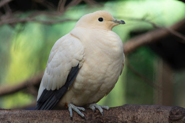 white bird on a branch