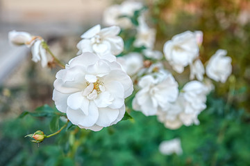 Scented fragrant trendy pale white flowers isolated on white background. © Lianna Art