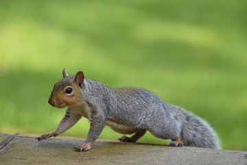 grey squirrel 