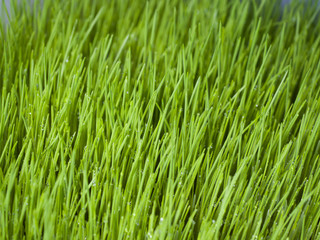 Fototapeta na wymiar Sprouted grass. Healthy food. Close-up. Fresh sprouts. Living Natural Nutrition Supplements