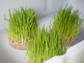 Sprouted grass. Healthy food. Close-up. Fresh sprouts. Living Natural Nutrition Supplements