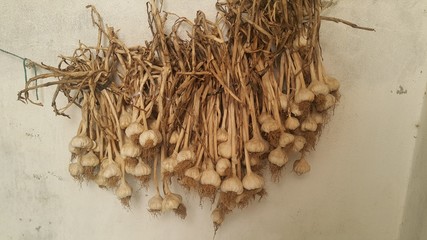 Fototapeta premium Close-up view of dry garlic bulbs background