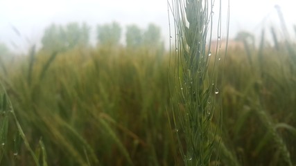 Closeup view of barley spikelets or rye in barley field.