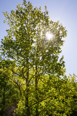 growing trees