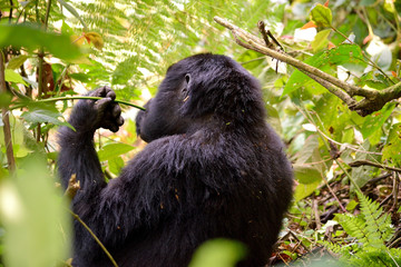 Obraz premium A gorilla mother feeds in Bwindi Impenetrable Forest.