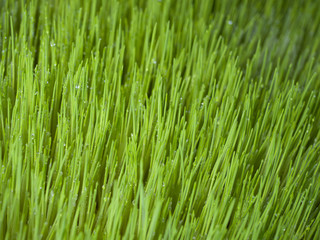 Obraz premium Sprouted grass. Healthy food. Close-up. Fresh sprouts. Living Natural Nutrition Supplements