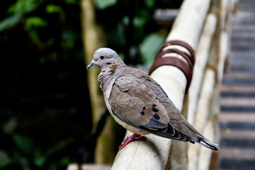 pigeon