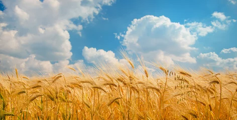 Poster Im Rahmen Reife Ährchen von reifem Weizen. Closeup Ährchen auf einem Weizenfeld vor blauem Himmel und weißen Wolken. © liubovyashkir