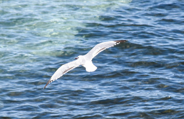 Fototapeta na wymiar seagull in flight over the sea