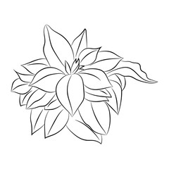 Vector poinsettia. Traditional Christmas flower. Outline illustration.