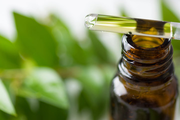 Open amber glass bottle with essential oil glass dropper fresh green plants in sunlight on white background. Organic cosmetics spa wellness face skin care concept