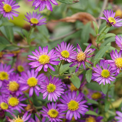 Aster ageratoides 'Ezo Murasaki' ou aster tardif et sauvage d'automne, couvre-sol et touffe...