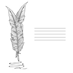 Feathers set on white background. Isolated vector illustration