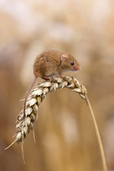 Harvest Mouse ( Micromys minutus ) sitting on ear of Corn, Cornwall, UK