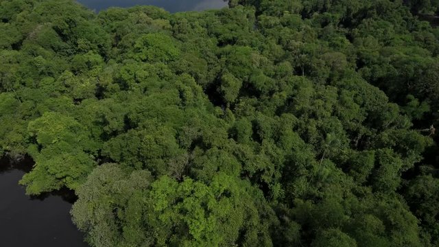 Aerial view of the Amazonian forest on the Rio Negro river, Anavilhanas archipelago, Brazil.