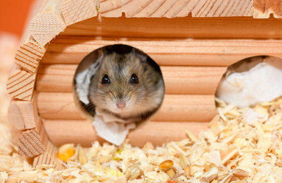 The Djungarian hamster is looking out from the wooden house.