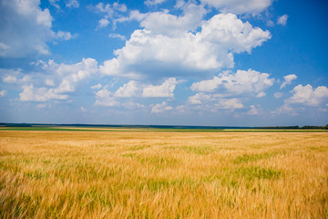 Ripe spikelets of ripe wheat. Closeup spikelets on a wheat field against a blue sky and white...