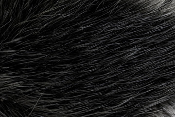Black natural animal fur close up. dark wool