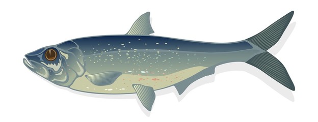 Raw, salted or marinated herring. Ocean and marine fishes harvested for their meat and eggs. Vector cartoon illustration isolated on white background for cooking, biological, ecological projects.