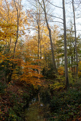 Ditch through a forest with overhanging branches with leaves in autumn colors
