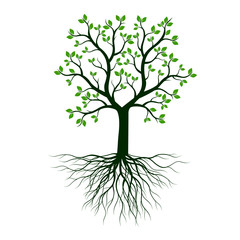 Green Tree with Leaves and Roots. Vector outline illustration on white background.