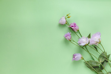 Beautiful spring pastel colored background. Purple delicate lisianthus flowers on a green background. Free space for text or message. Romantic holiday template