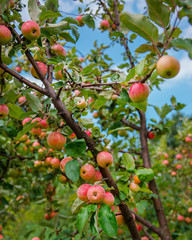 Red ripe apples on a tree. Growing organic fruits on the farm.