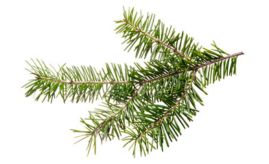 Fototapeta premium Fir tree branch isolated on white background