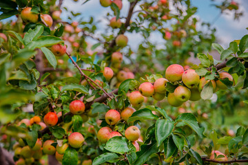Red ripe apples on a tree. Growing organic fruits on the farm.