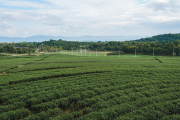 Fototapeta na wymiar Tea plantation in Singha Park in Chiang Rai, Thailand