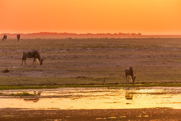 sunset in african national parc