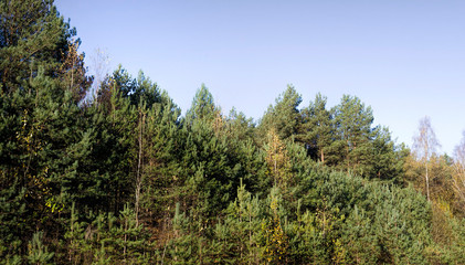 Fototapeta na wymiar wild forest with trees