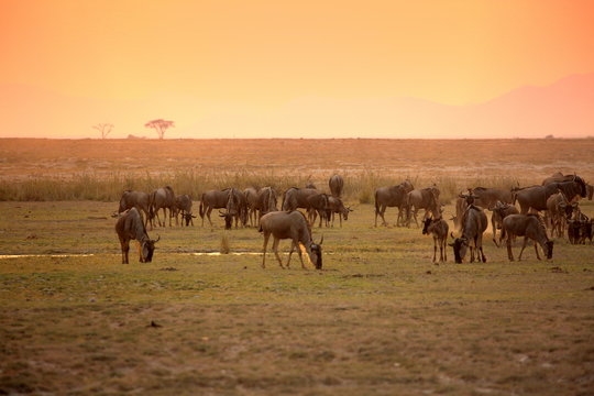 sunset in african national parc
