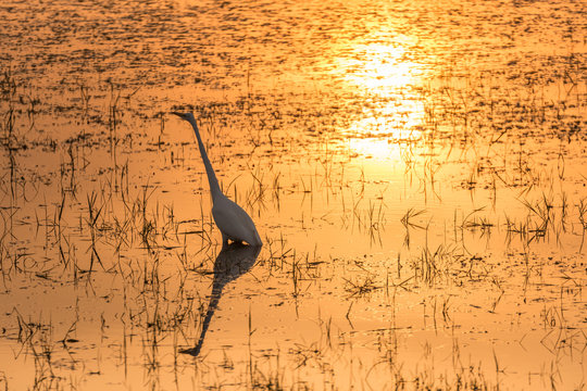 sunset in african national parc