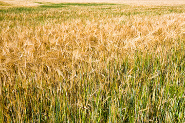 yellowing wheat in summer